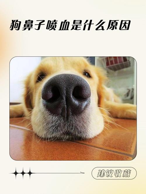 狗狗鼻子流血,不停的流,怎么办?