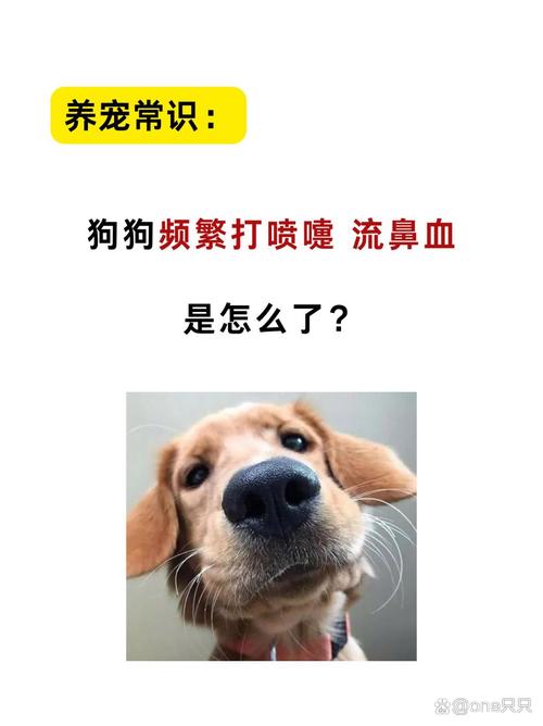 狗狗鼻腔流血是怎么回事