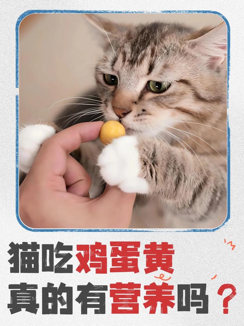 猫咪不能吃的25种食物!