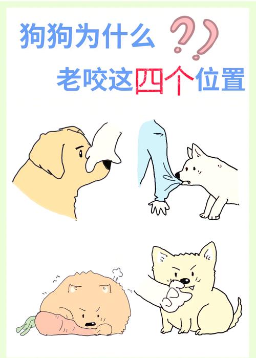 狗狗在打架时为什么会咬主人