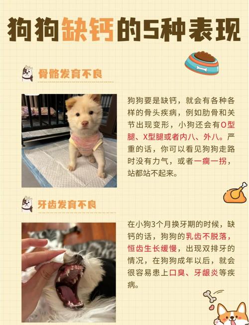 狗狗缺钙怎么办