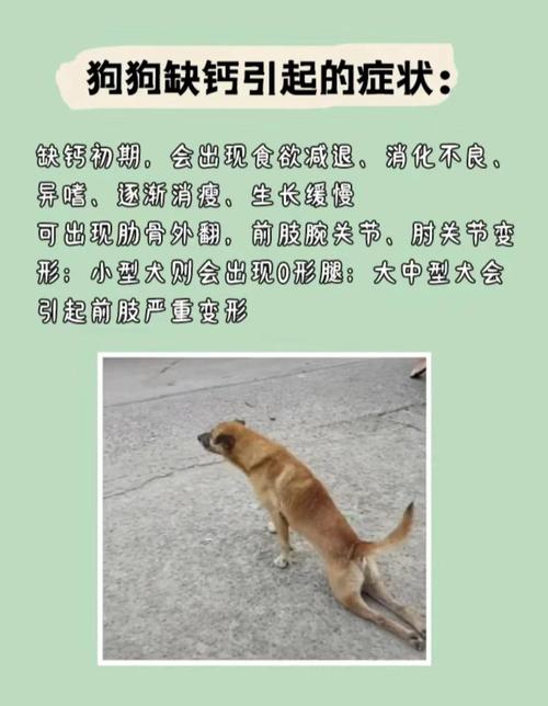 狗狗缺钙怎么办?
