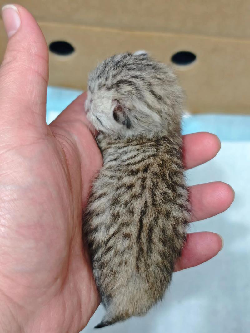 小奶猫出生多久可以剪指甲