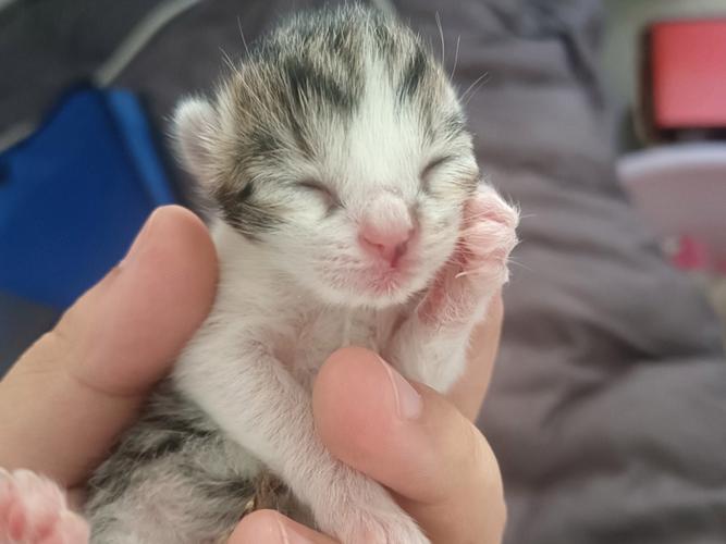 猫咪多久剪指甲