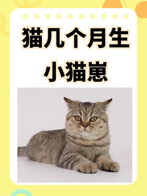猫咪几个月生一次小猫啊?
