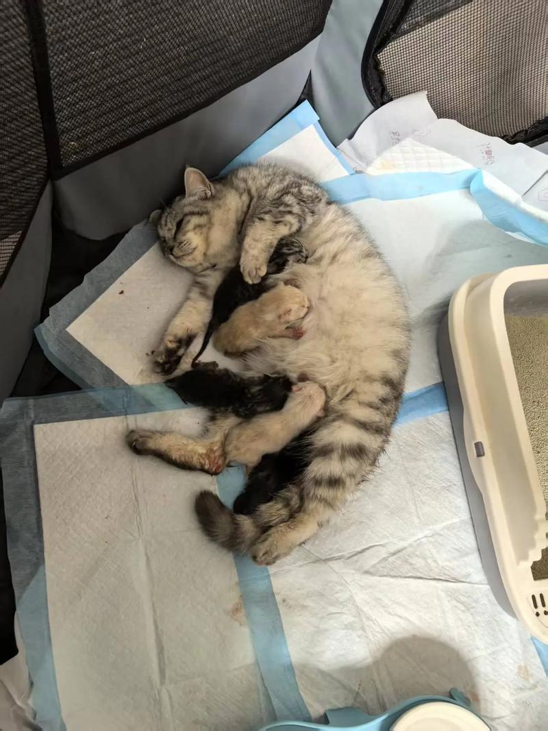 猫咪一般生几只小猫