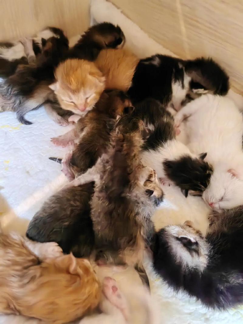 猫咪第一胎能生下几只小猫啊?