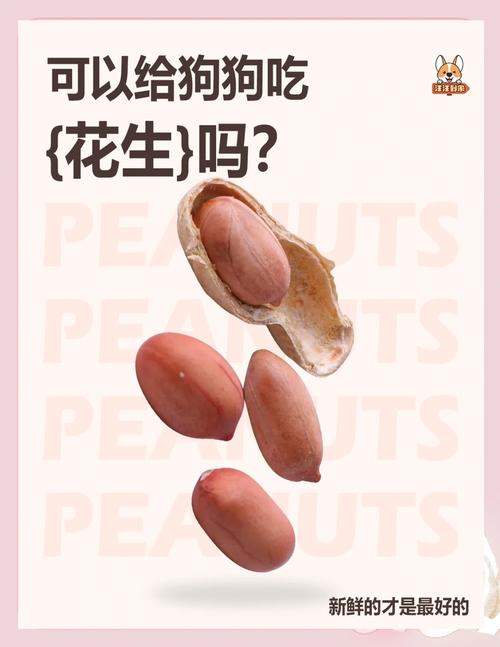 狗狗能吃花生吗
