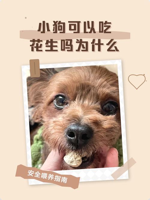 狗狗可以吃花生米吗?