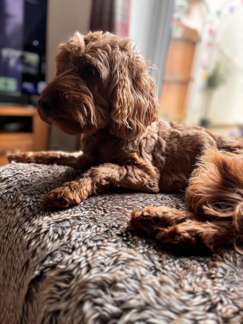 泰迪晚上睡觉怕冷