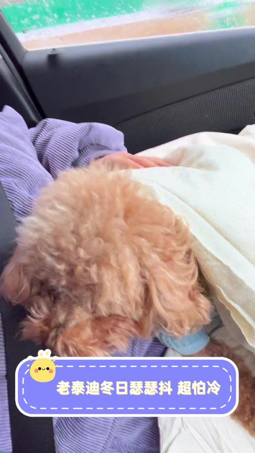 小泰迪冬天怕不怕冻?