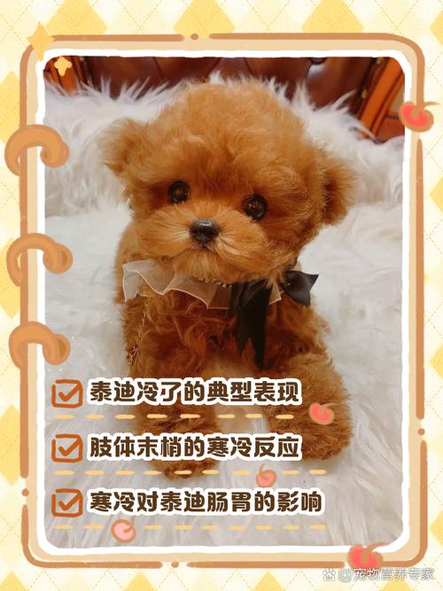 泰迪是否一种很怕冷的狗狗呢?