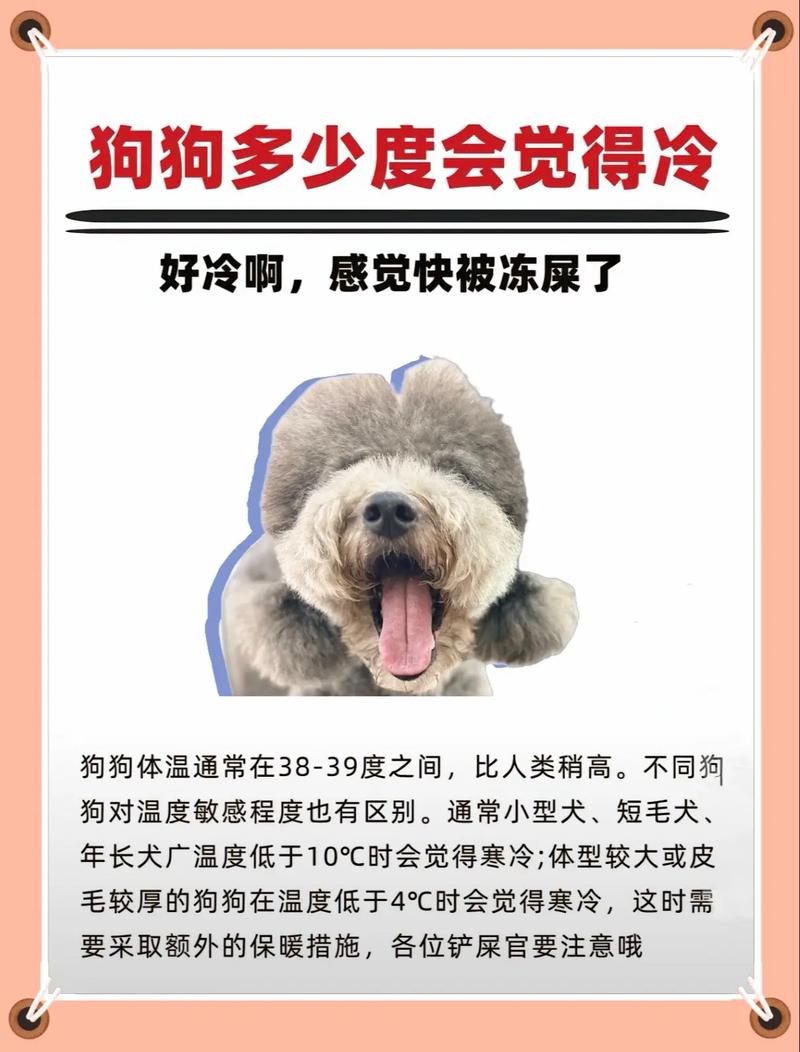 泰迪狗狗怕冷吗?东北冬天可以外出吗?