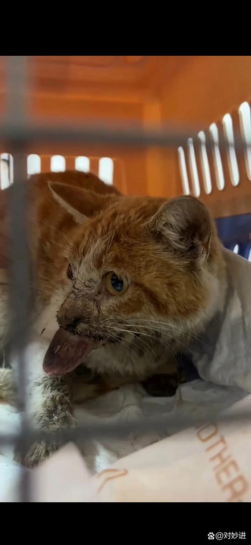 猫吃了辣的东西有事吗