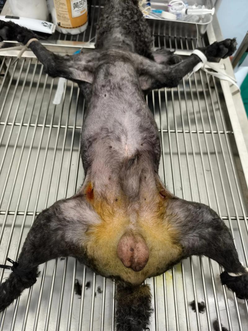 狗狗几个月绝育