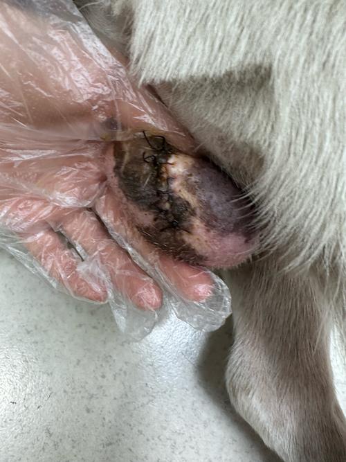 狗狗没了两颗蛋,生活变化还是挺大的