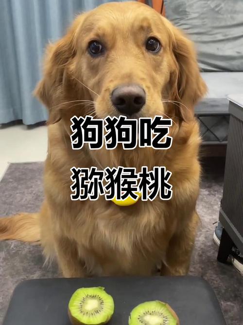 狗狗可以吃猕猴桃不