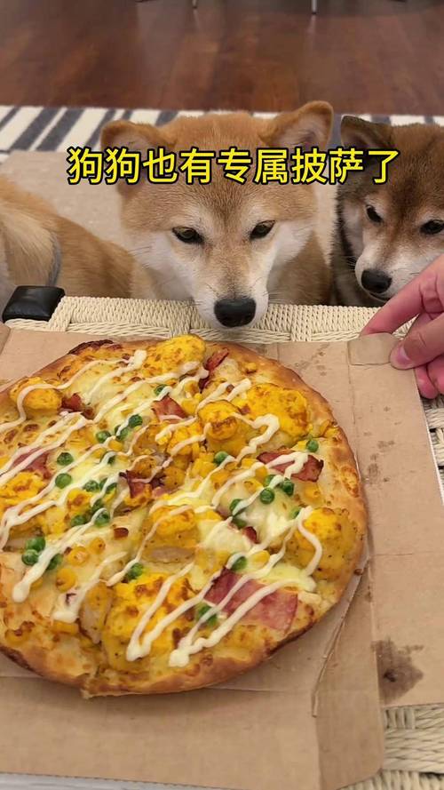狗狗能不能吃披萨