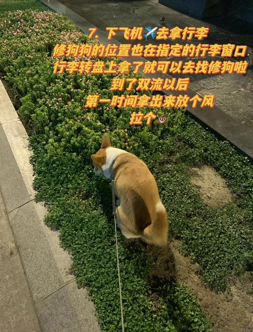 春节想带狗狗回家,要怎么给它们办托运