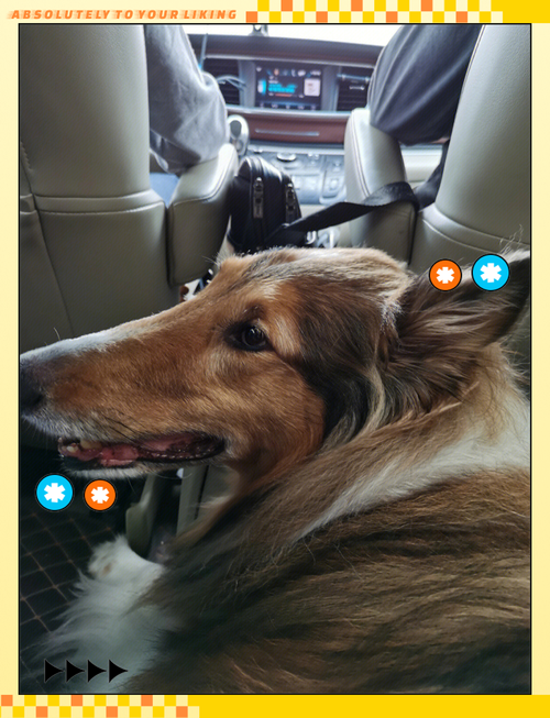 狗狗跨省怎么带