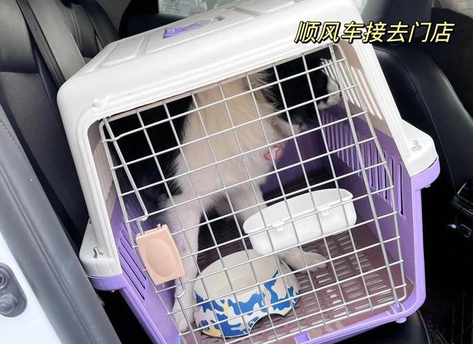 狗狗怎么跨省运输
