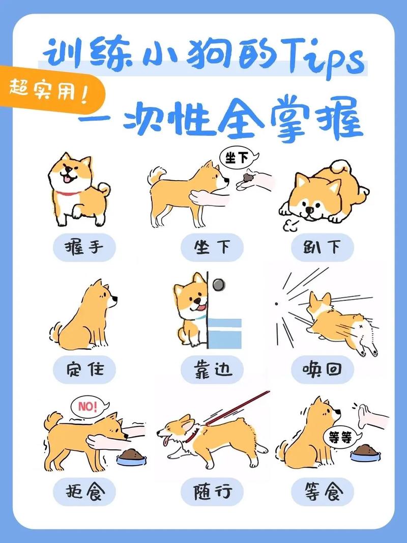 豆柴miso学会坐下、握手和等食经验谈