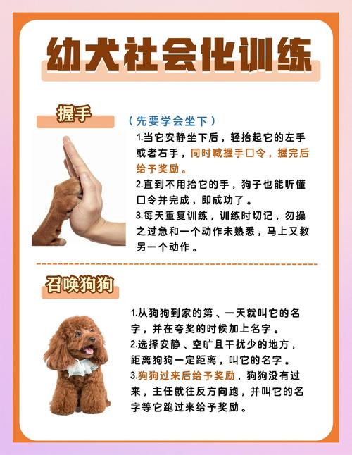 狗狗怎么训练握手,让狗狗改掉乱叫的坏习惯