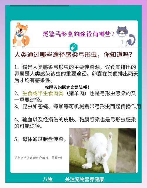 猫弓形虫病怎么办?怎么治疗宠物猫弓形虫病疾病