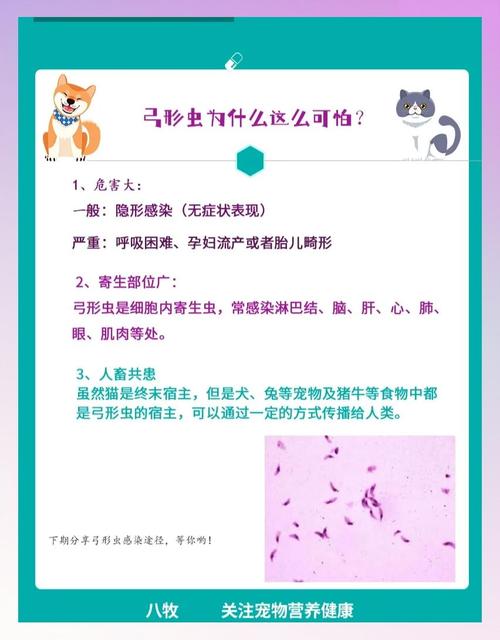 猫怎么查弓形虫