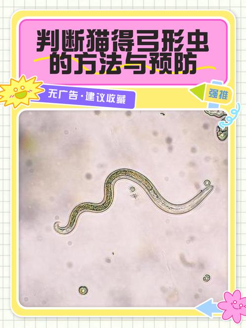 怎么判断猫得了弓形虫