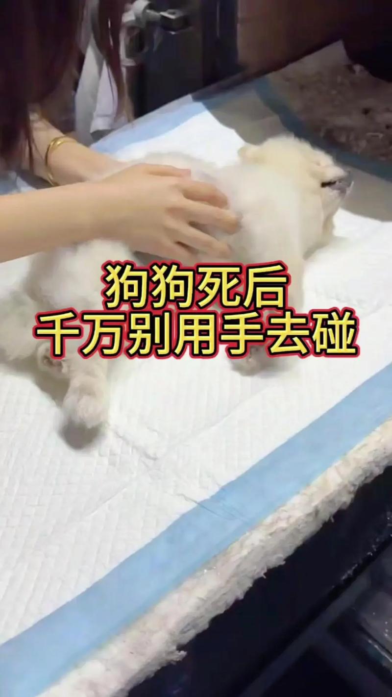 狗狗死了怎么处理最佳