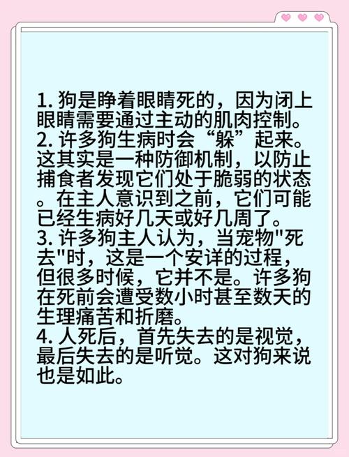 处理狗狗后事的四种方法