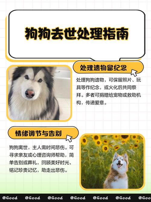 狗狗离世怎样处理后事