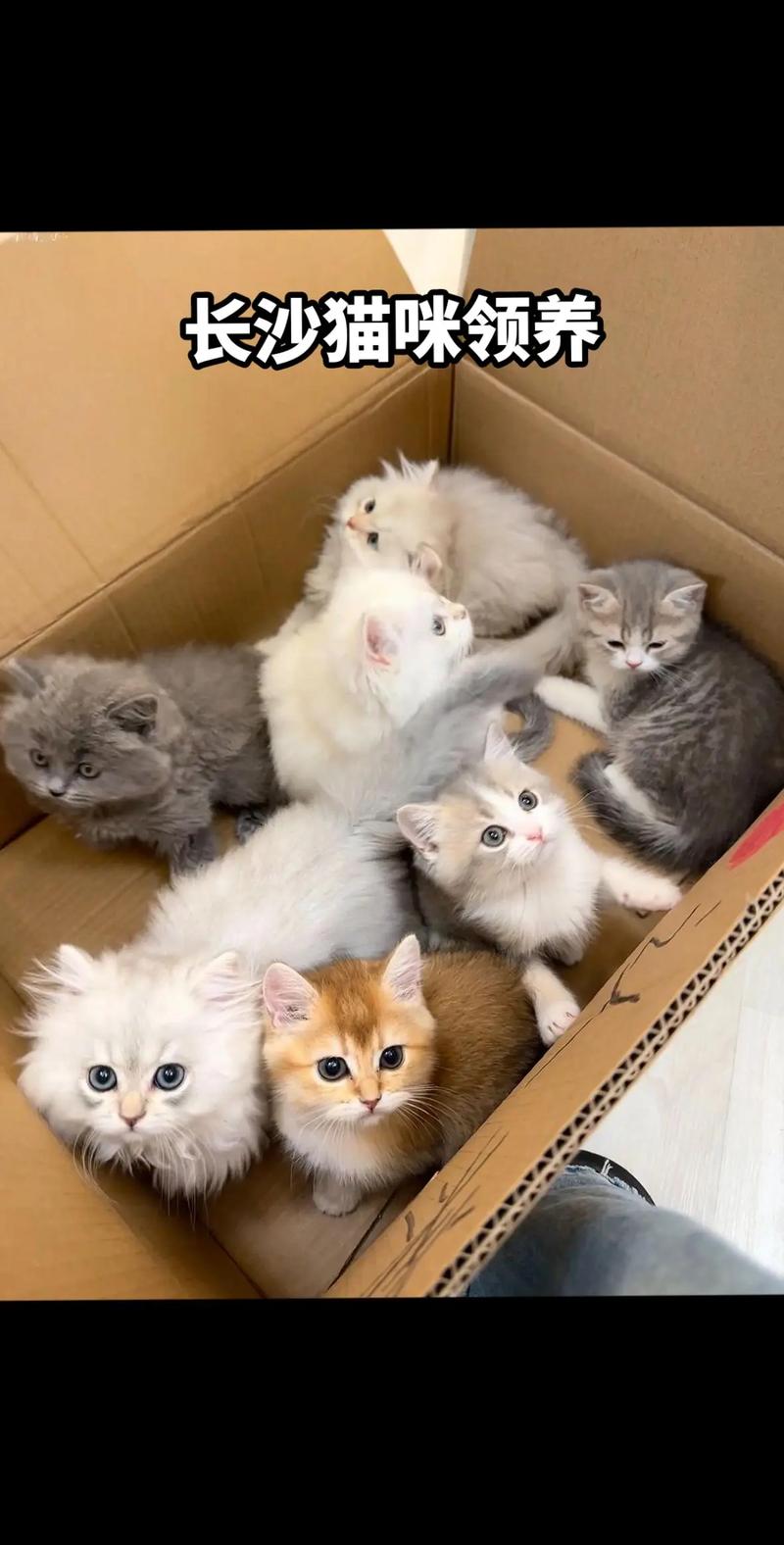 领养小猫咪回家过冬?