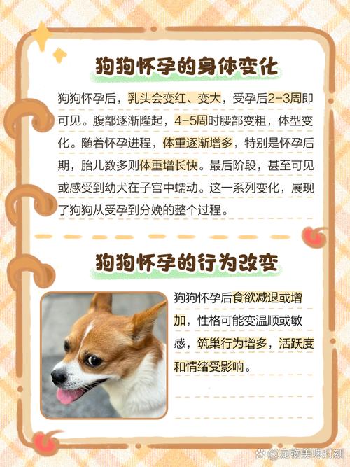 如何辨别自己的狗怀孕没有?