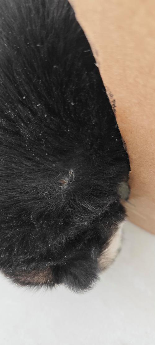 狗狗为什么会有疤痕