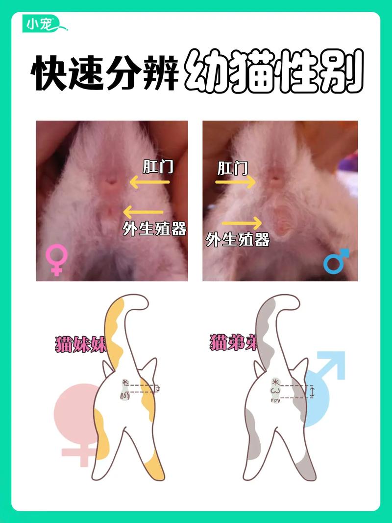 小猫怎么分辨公母