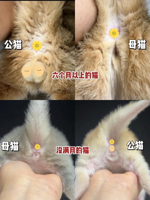 怎样分辨猫咪的公母坐姿