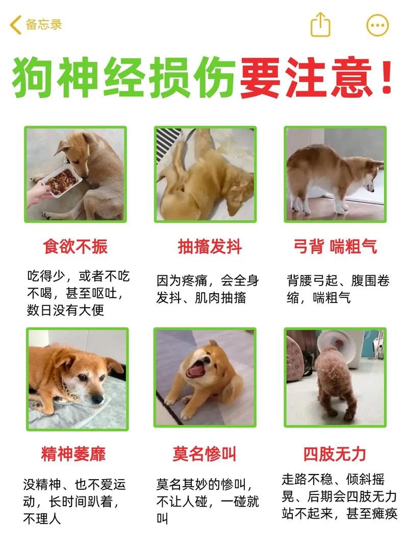 狗得大脑炎的原因及处理方法