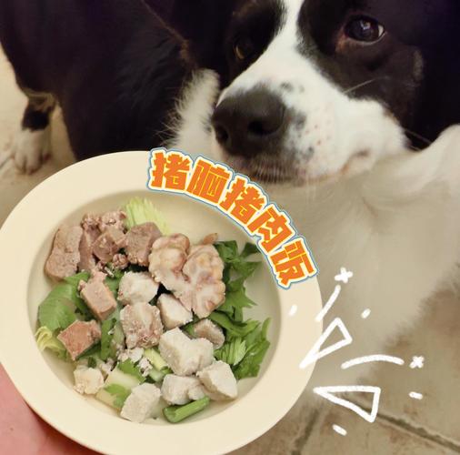 狗狗得了大脑炎.怎么办