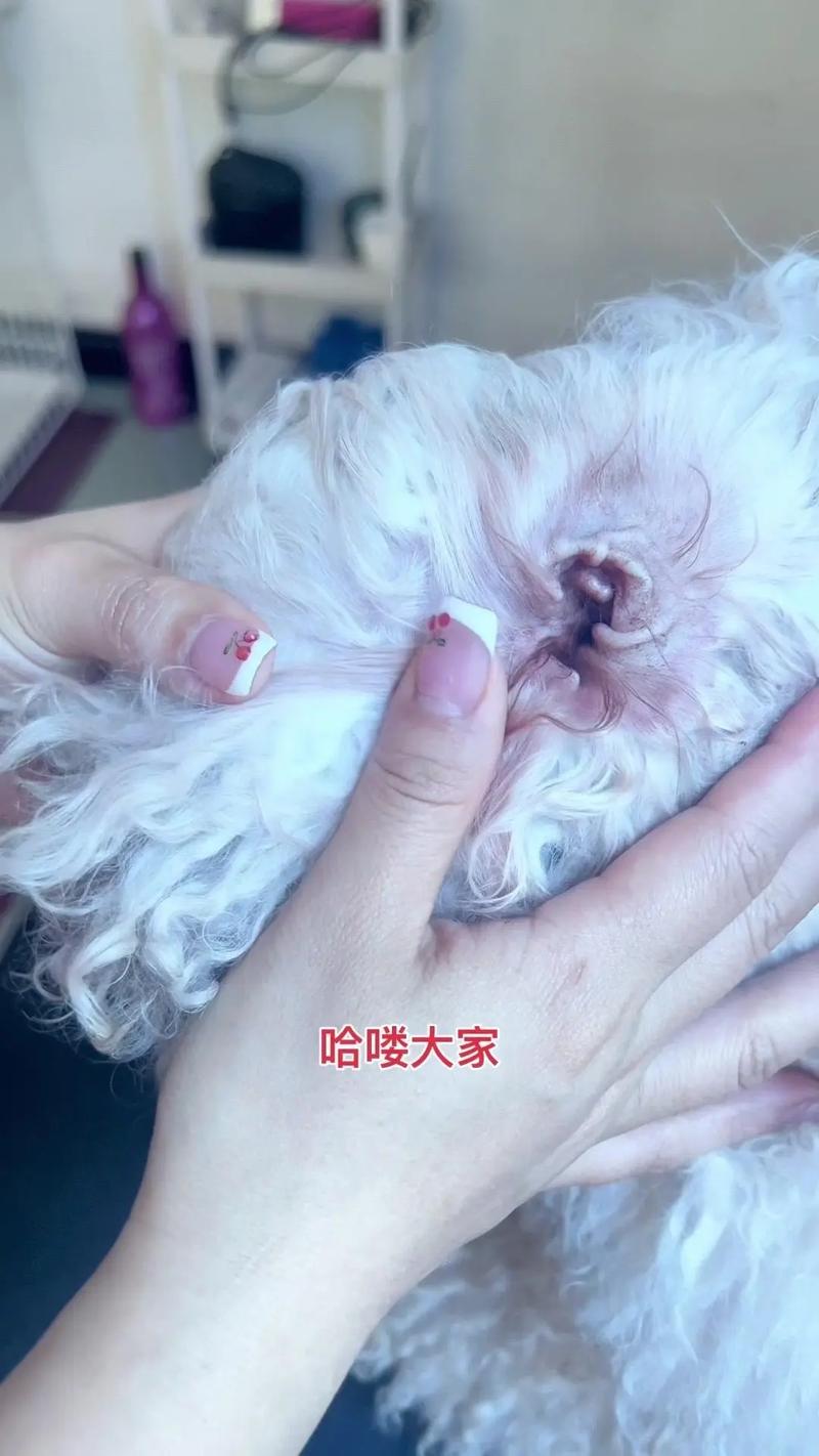 狗死活不让清理耳朵怎么办