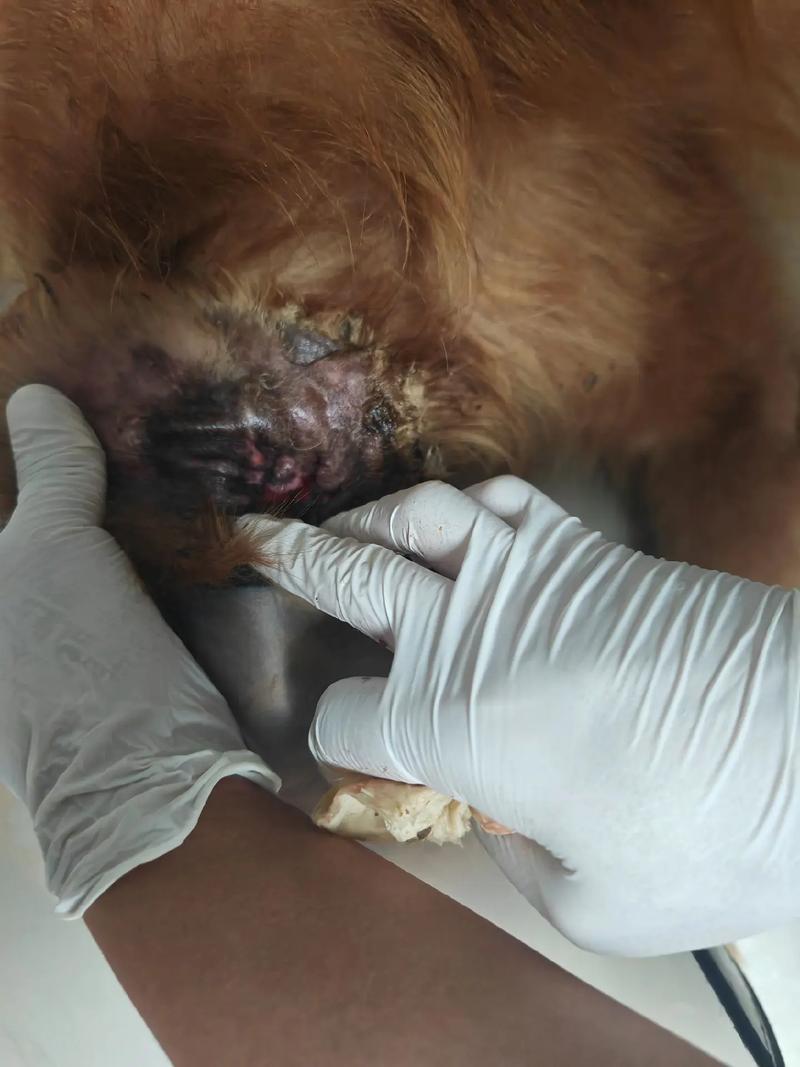 狗狗耳朵特别脏,要怎么清理?