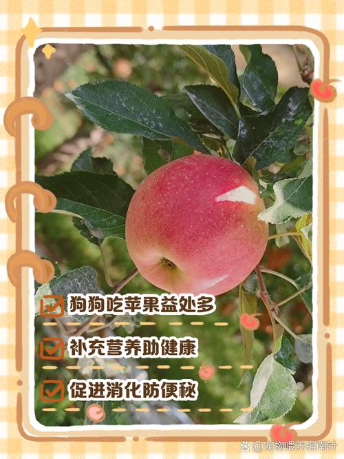 给狗狗吃苹果对他身体好不小狗呢