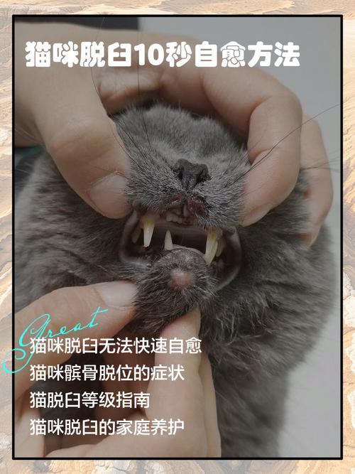 猫咪嘴巴一直合不上,舌头都是露在外面的,这种情况是否下巴脱臼了_百...