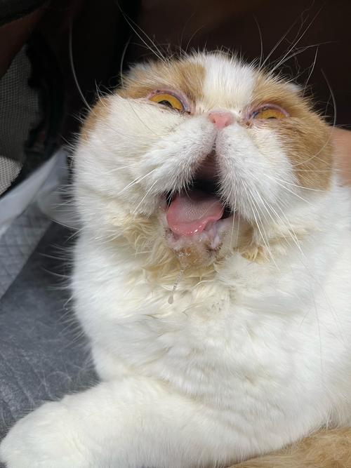 猫一直露个舌头尖尖