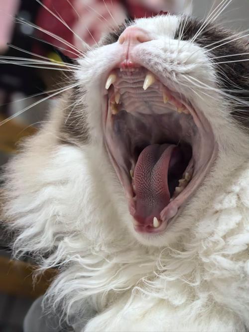 猫的舌头为什么一直在外面