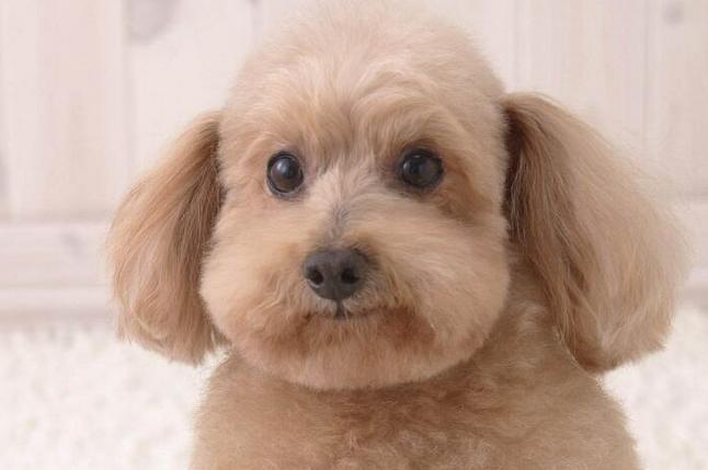 狗狗能不能吃熟了的土豆