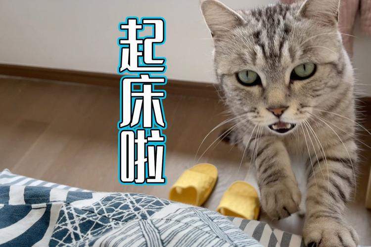 我家的猫为什么早上六七点钟会叫我起床?