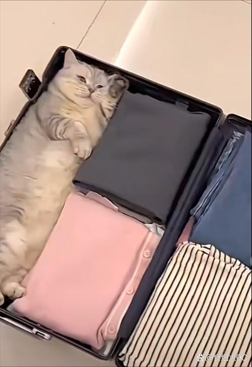 出差十天猫咪放在家里可以吗