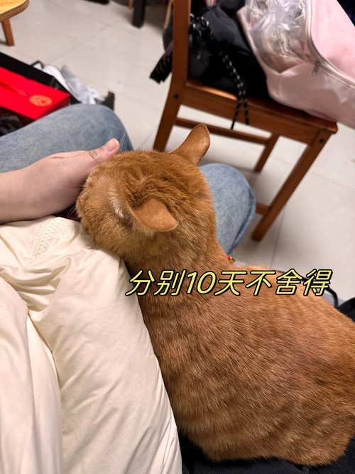 主人要出门10天,能把猫单独放家吗?